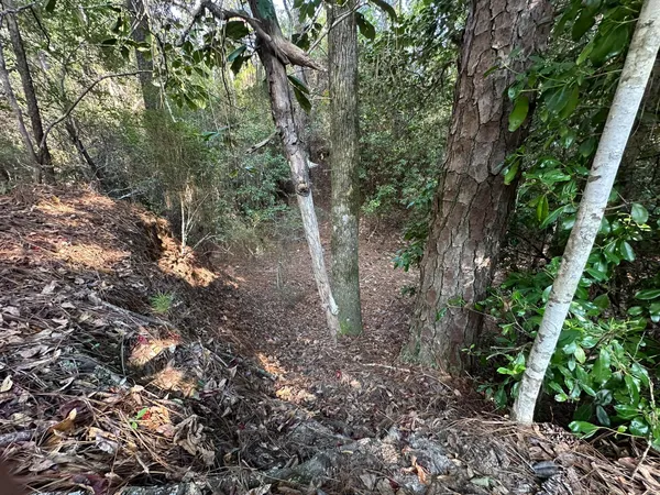 a view of a forest with lots of trees