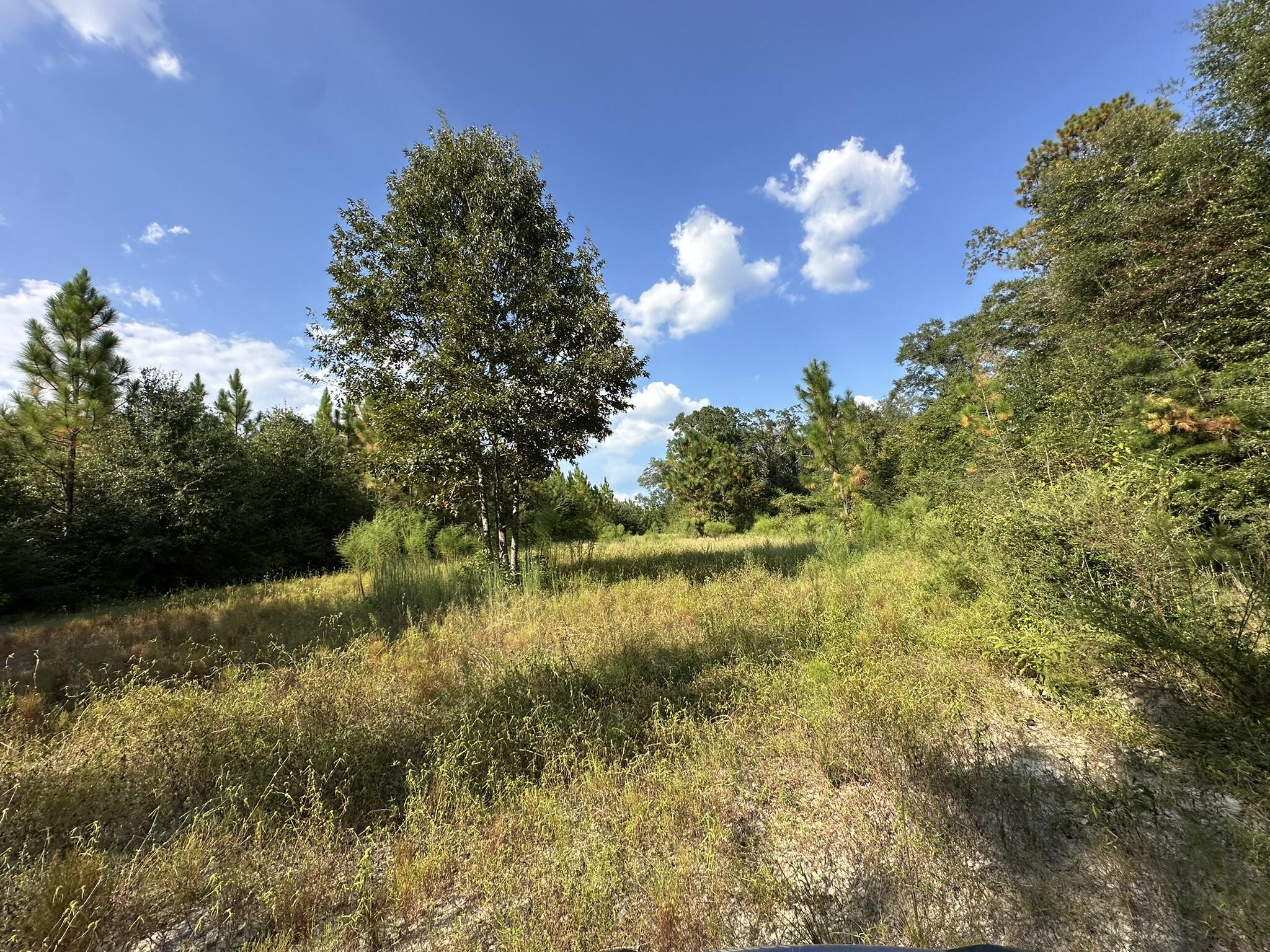 B & C New Ebenezer Road Laurel Hill, FL 32567 - Photo 7 of 11 a view of a lake and trees in the background