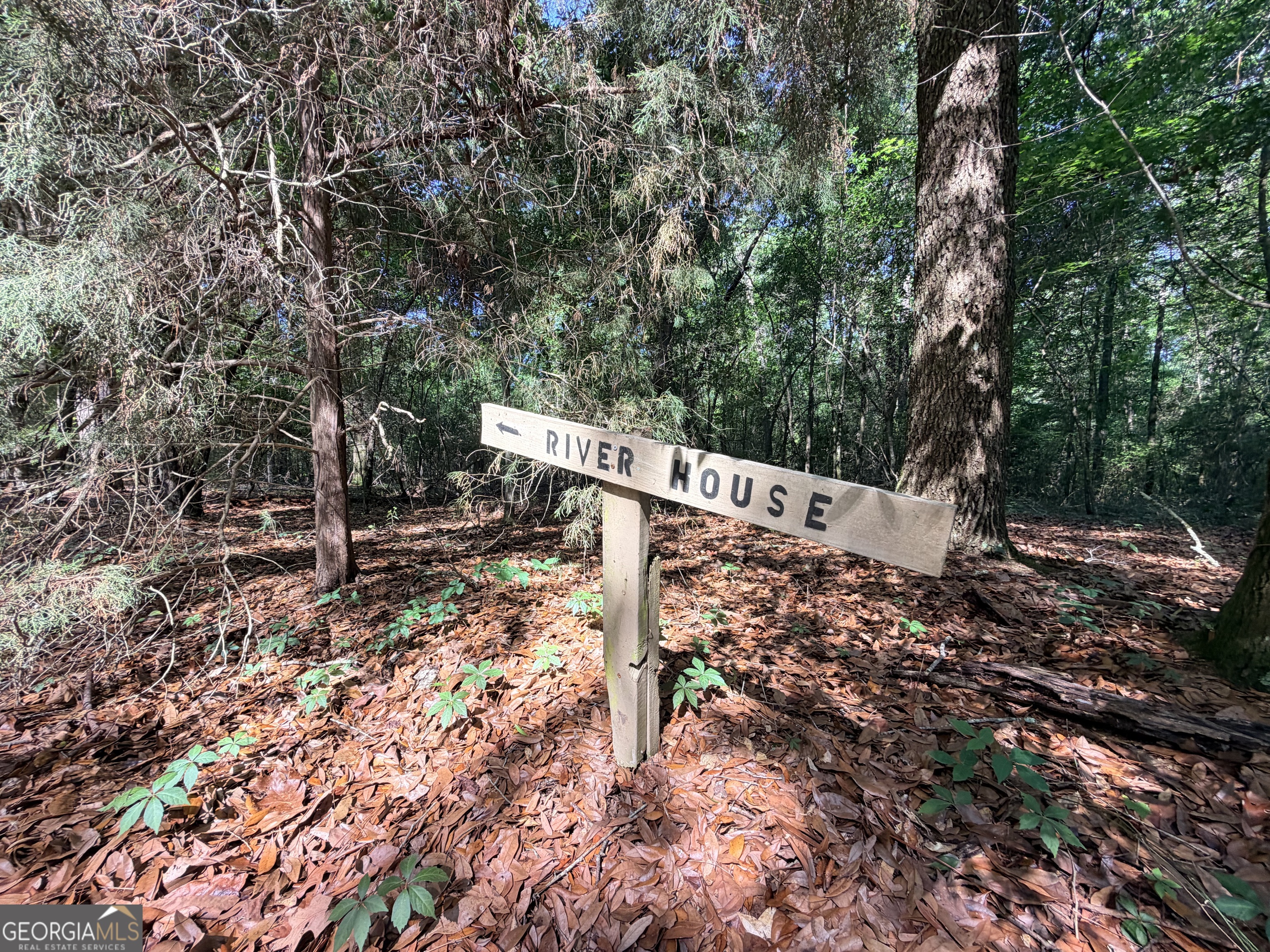 3349 East River Road Bainbridge, GA 39817 - Photo 14 of 18 a view of a yard with plants and trees