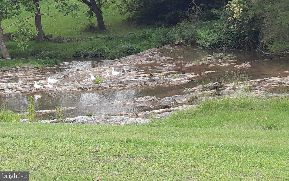 1272 Battlefield Road Strasburg, VA 22657 - Photo 46 of 49 Ducks at the Mill House creek.