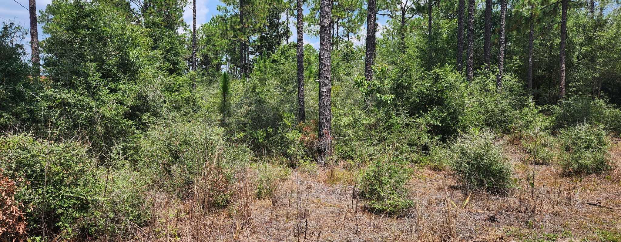 Xxx Caswell Road DeFuniak Springs, FL 32433 - Photo 3 of 3 caswell
