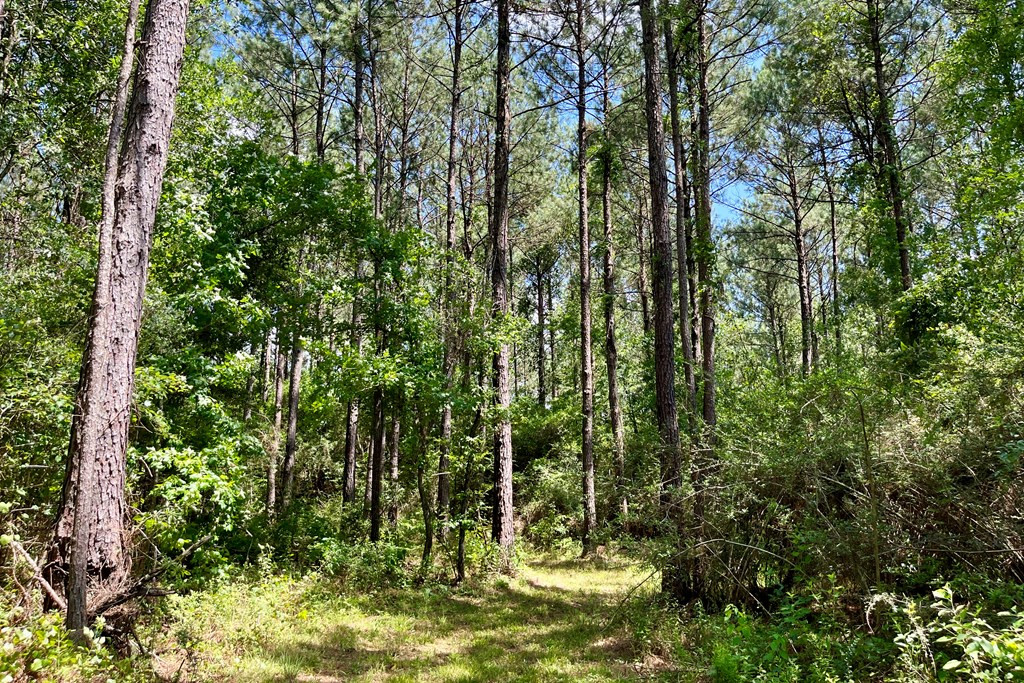 0 McClain Road Liberty, MS 39645 - Photo 3 of 26 Photo 3