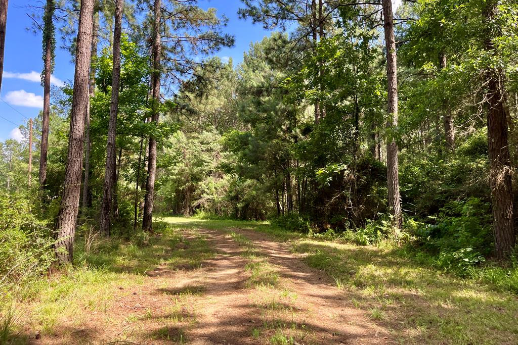 0 McClain Road Liberty, MS 39645 - Photo 7 of 26 Photo 7