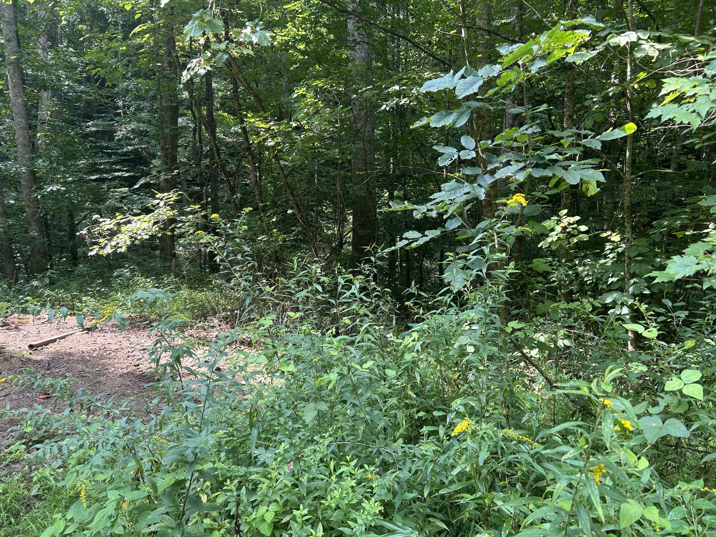 2045 Teges Creek Road Manchester, KY 40962 - Photo 67 of 78 (Upload-from-mobile-1786649374)IMG_6321