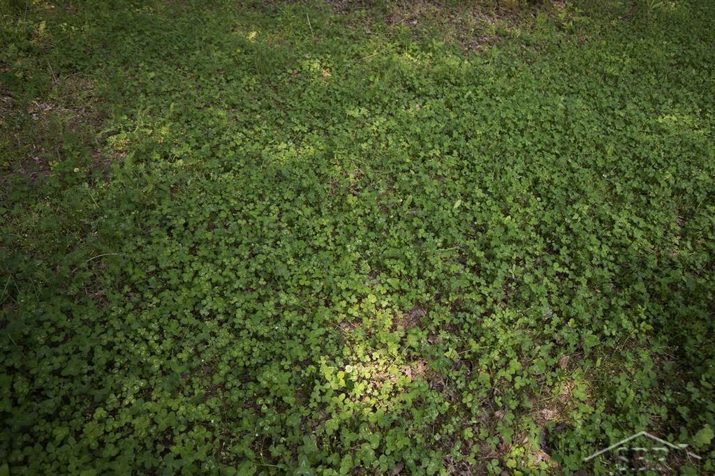 66-acres North Geneva Road Coleman, MI 48618 - Photo 27 of 44 Gallery Image 27