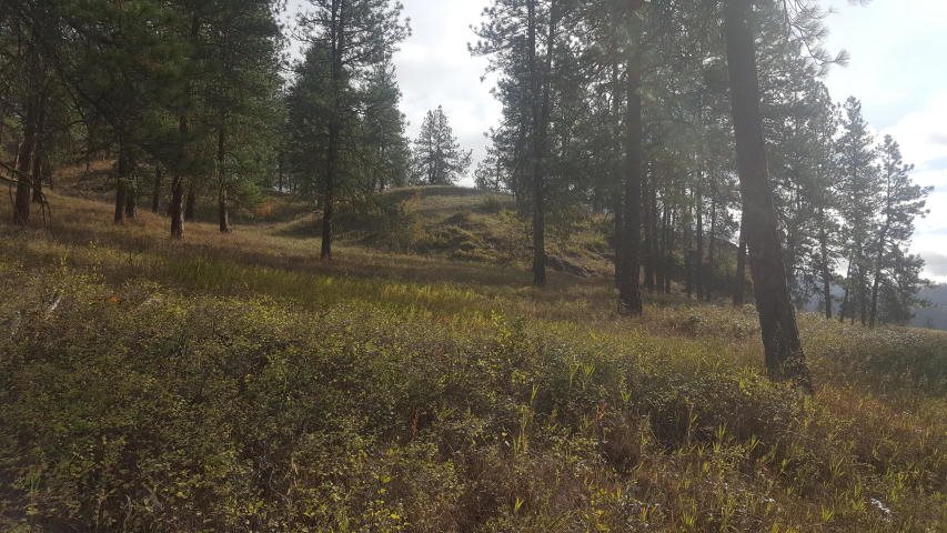 2447 F Pierre Lake Road Kettle Falls, WA 99141 - Photo 1 of 10 Gallery Image 1