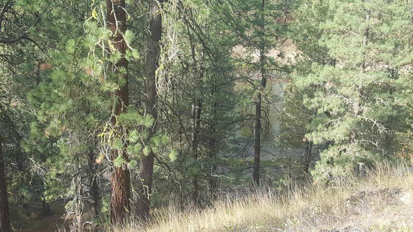 2447 F Pierre Lake Road Kettle Falls, WA 99141 - Photo 2 of 10 Gallery Image 2