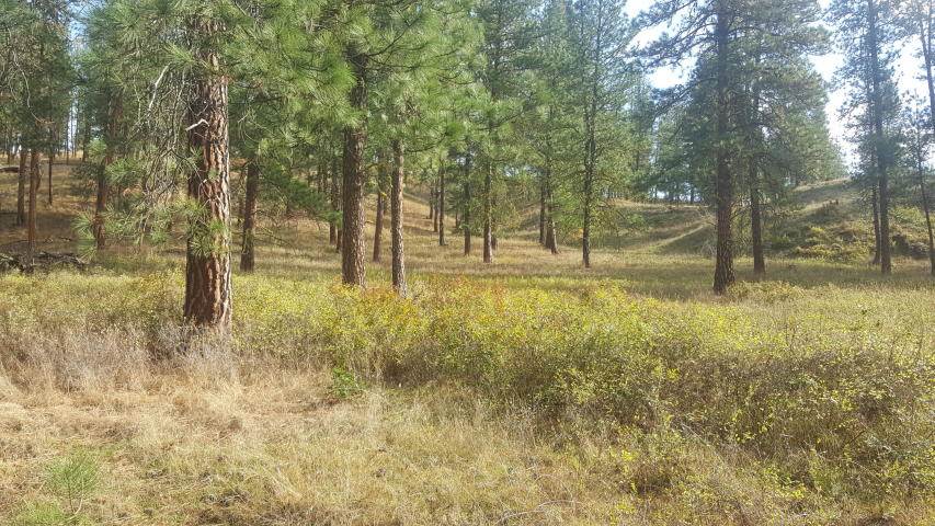 2447 F Pierre Lake Road Kettle Falls, WA 99141 - Photo 4 of 10 Gallery Image 4