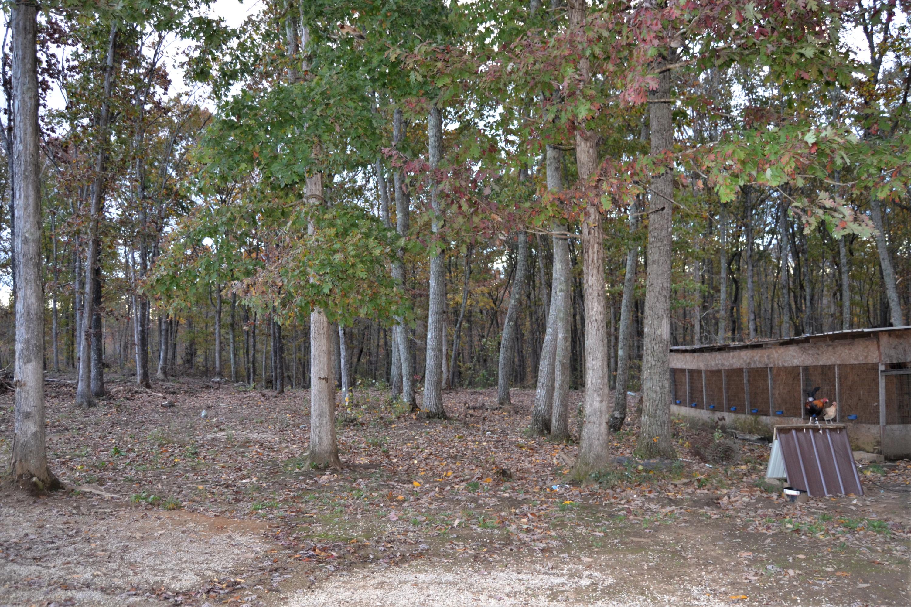 1419 Turkey Blind Road Crossville, TN 38572 - Photo 29 of 32 Back yard