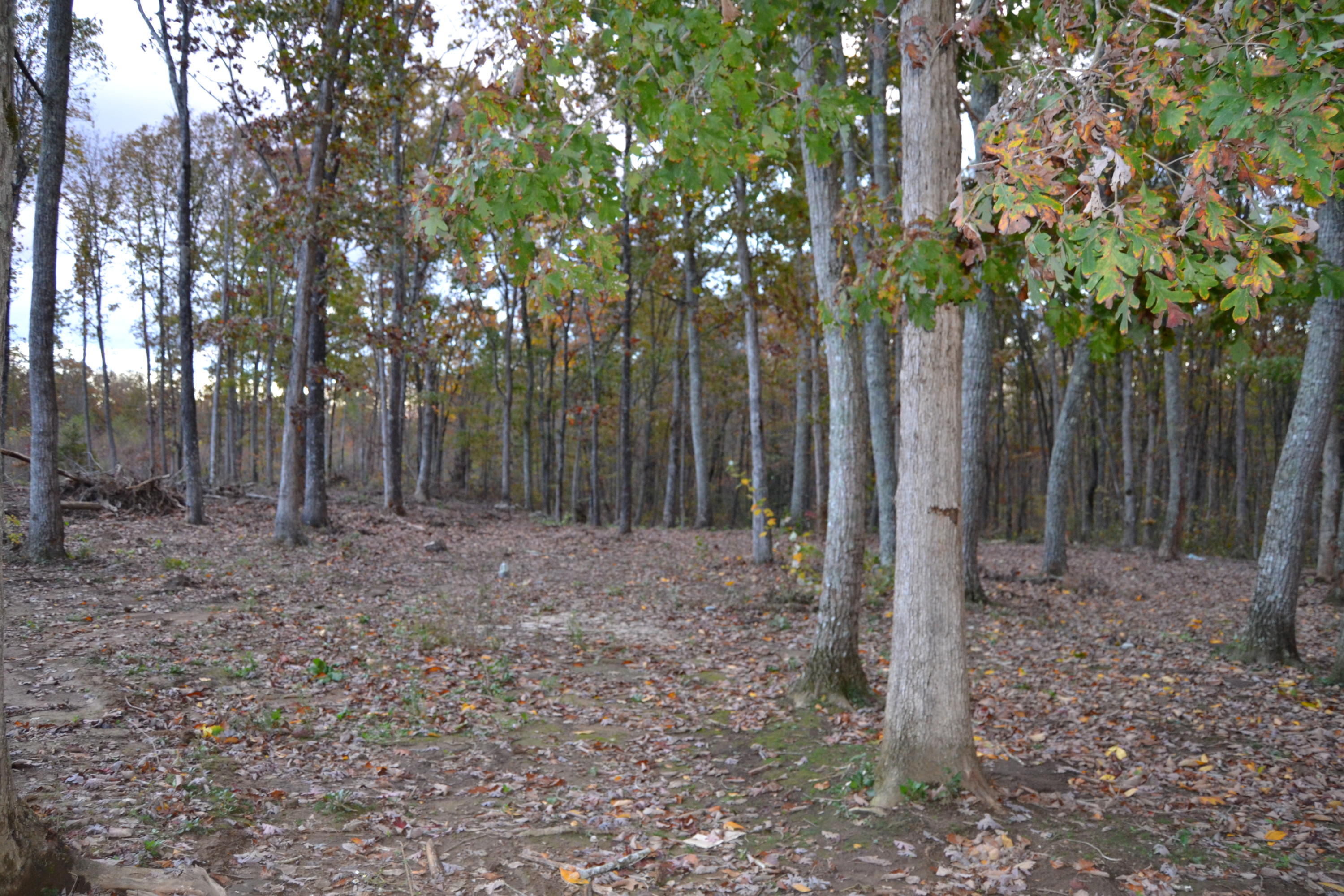 1419 Turkey Blind Road Crossville, TN 38572 - Photo 30 of 32 Backyard