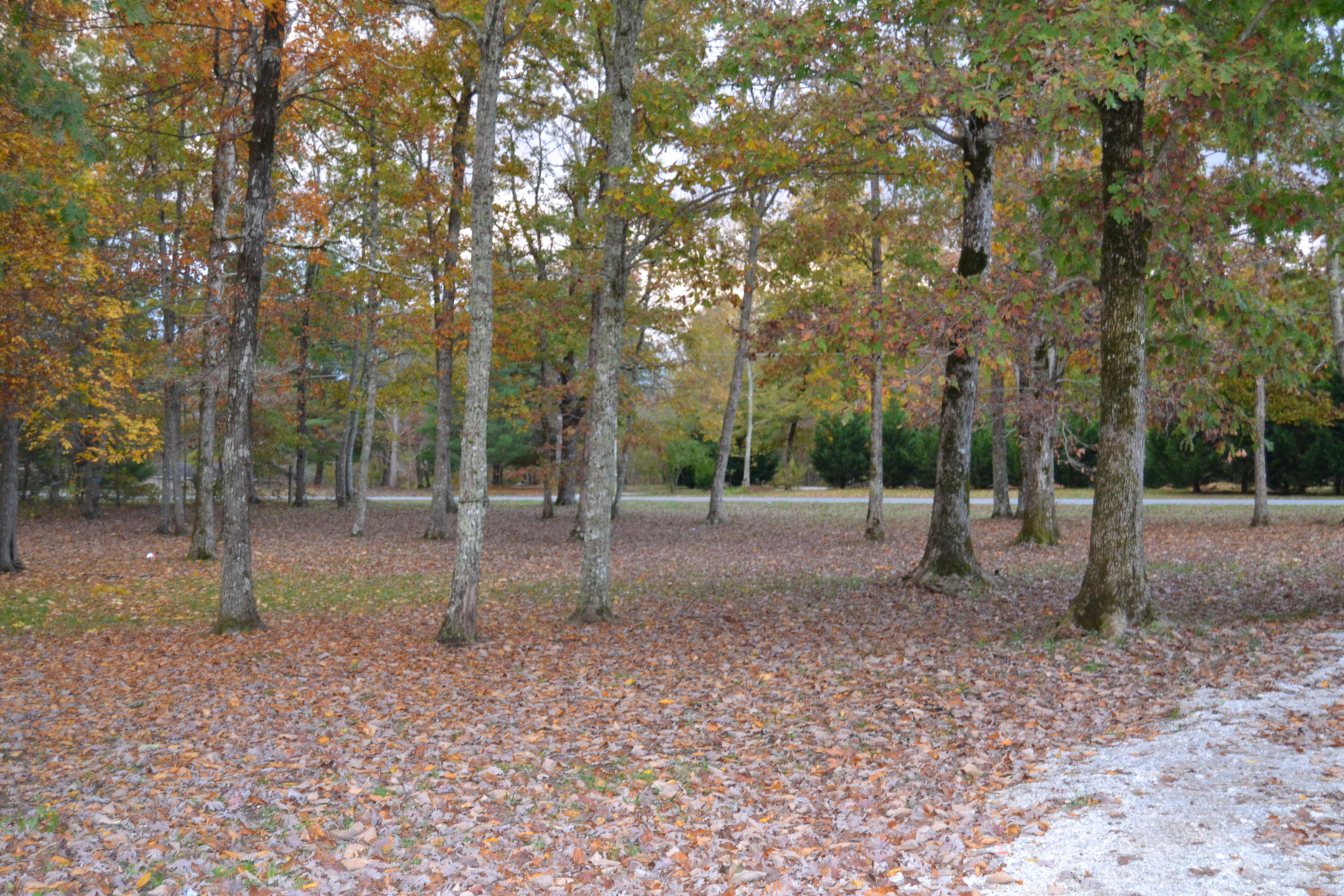 1419 Turkey Blind Road Crossville, TN 38572 - Photo 8 of 32 Front yard