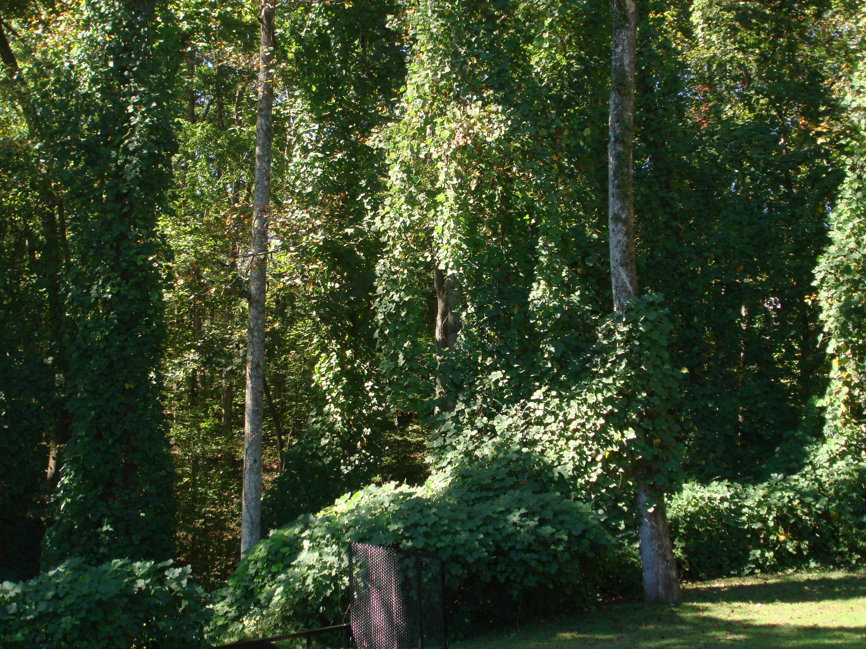 225 Iroquois Road Oak Ridge, TN 37830 - Photo 34 of 40 DSC02810