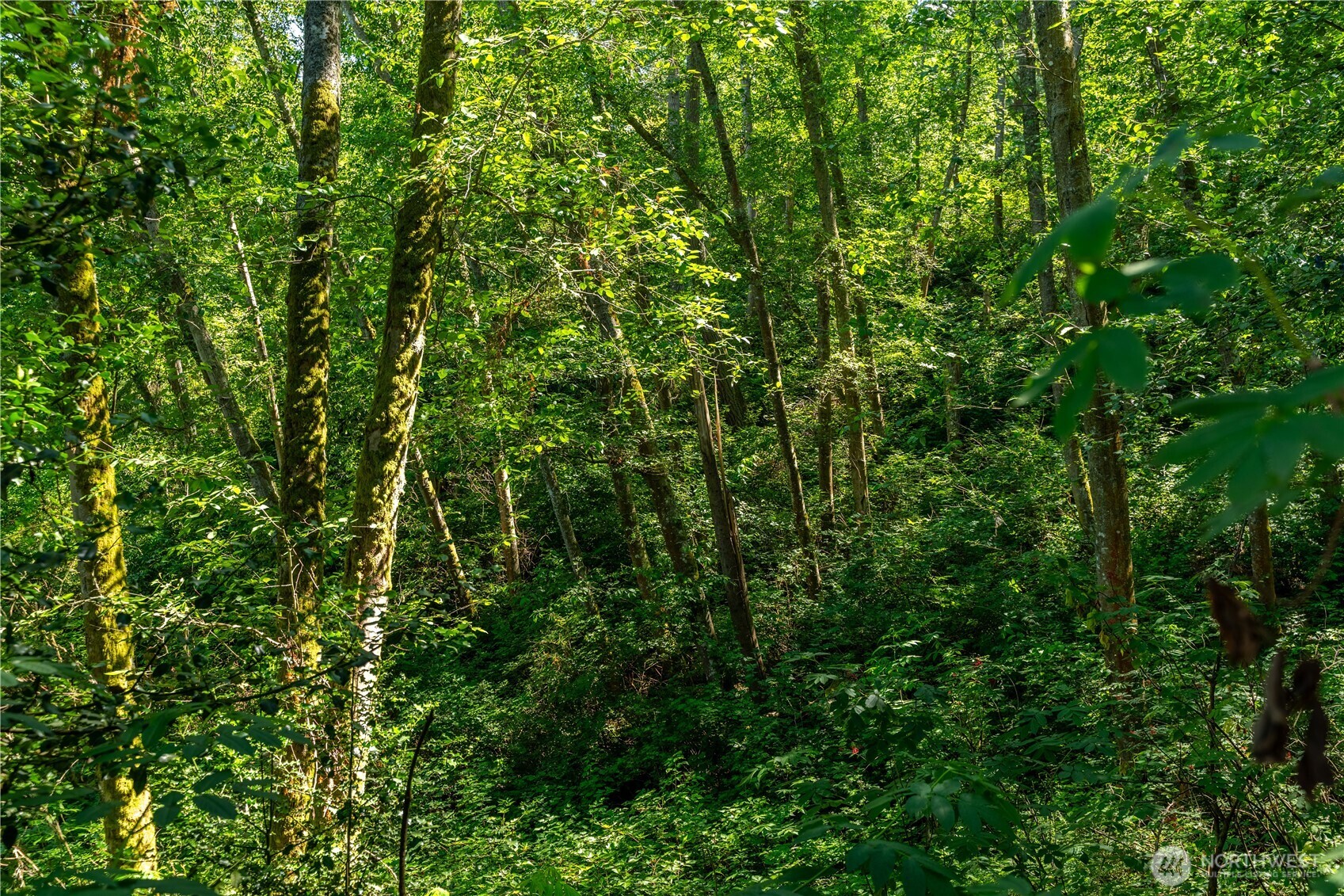 0 East Heggeness Road Clinton, WA 98236 - Photo 17 of 19 a view of a lush green forest