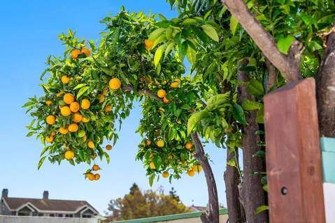 an aerial view of residential houses with outdoor space and trees