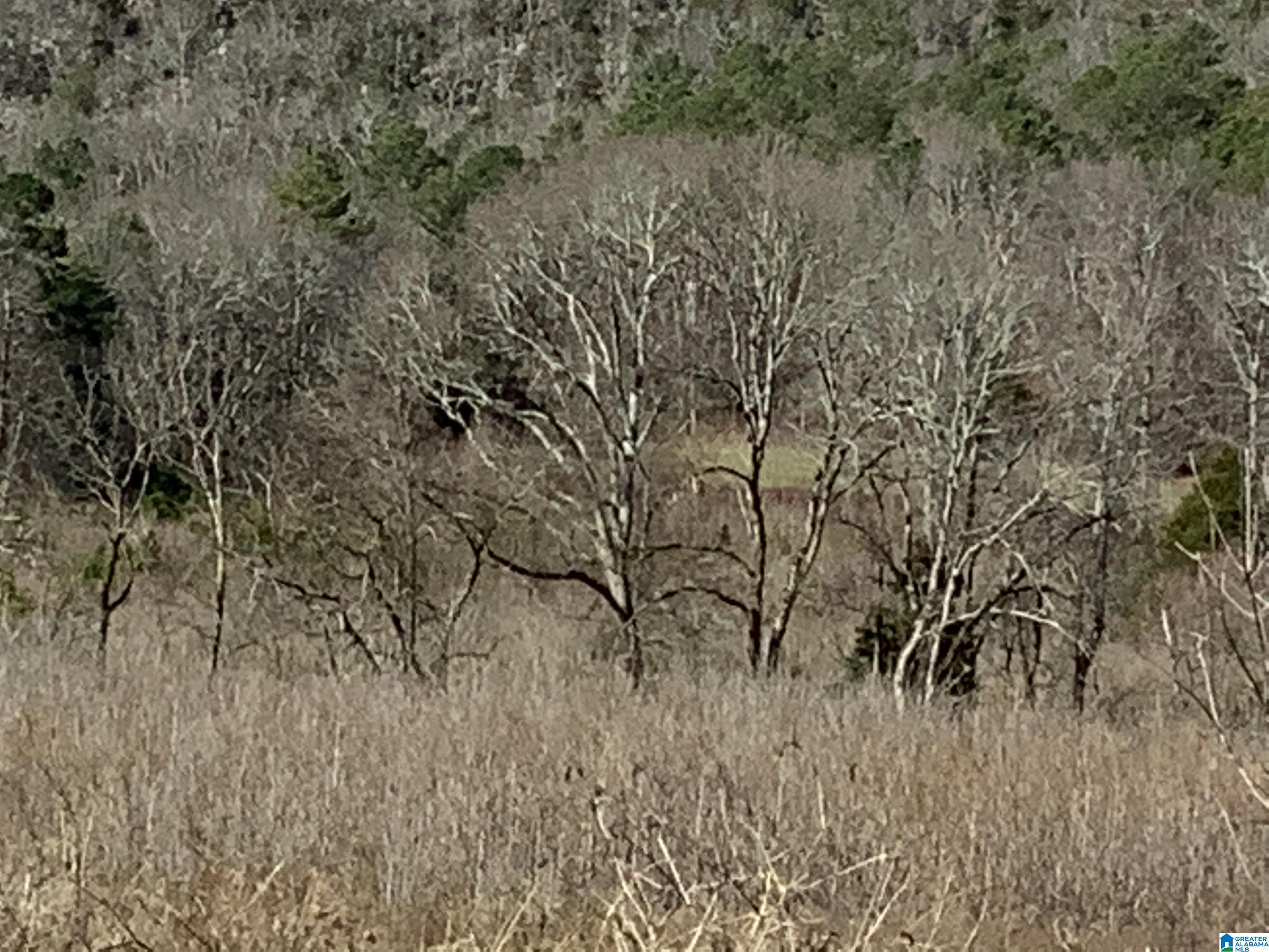 0 Highway 42 Oneonta, AL 35121 - Photo 4 of 8
