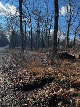 a view of a forest with trees