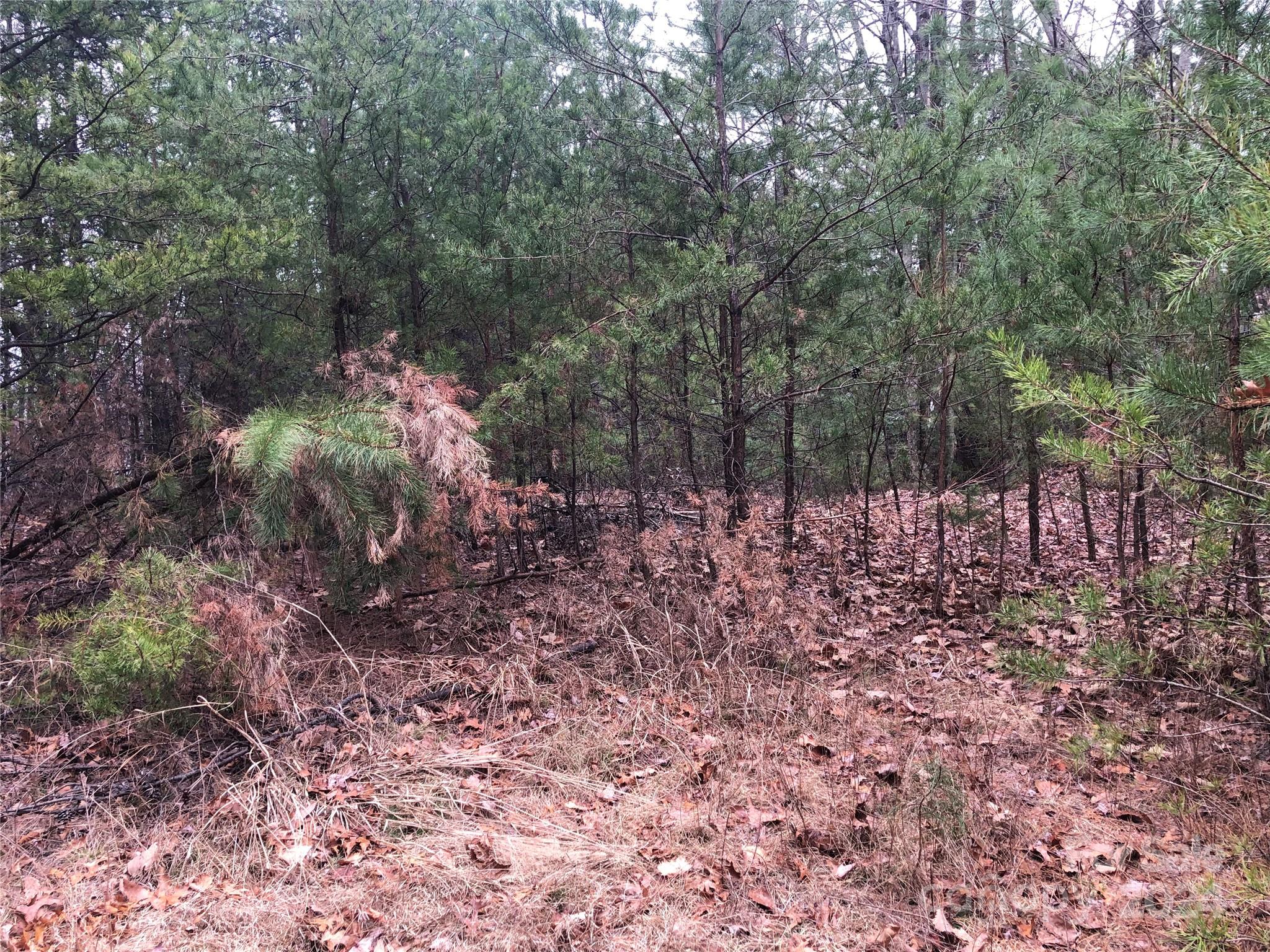 Tbd Wolf Pen Road, Unit 24 Purlear, NC 28665 - Photo 14 of 46 a view of a yard