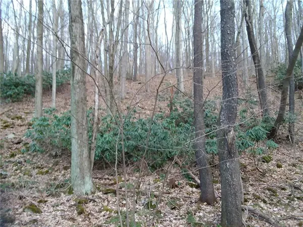 a view of a forest with trees