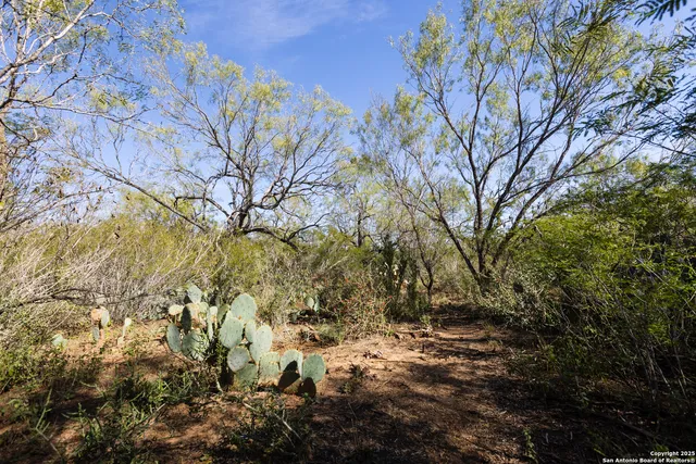 a view of a yard with a tree