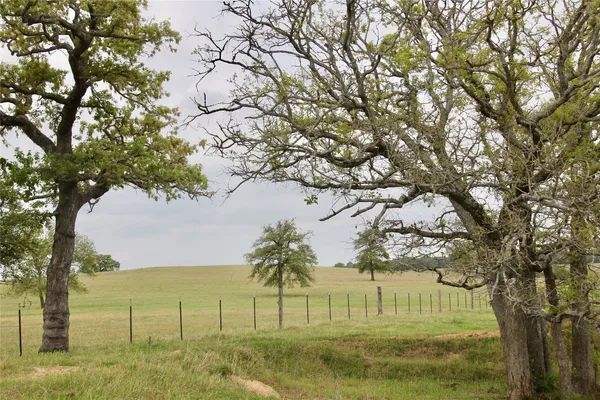 a view of a yard with a tree