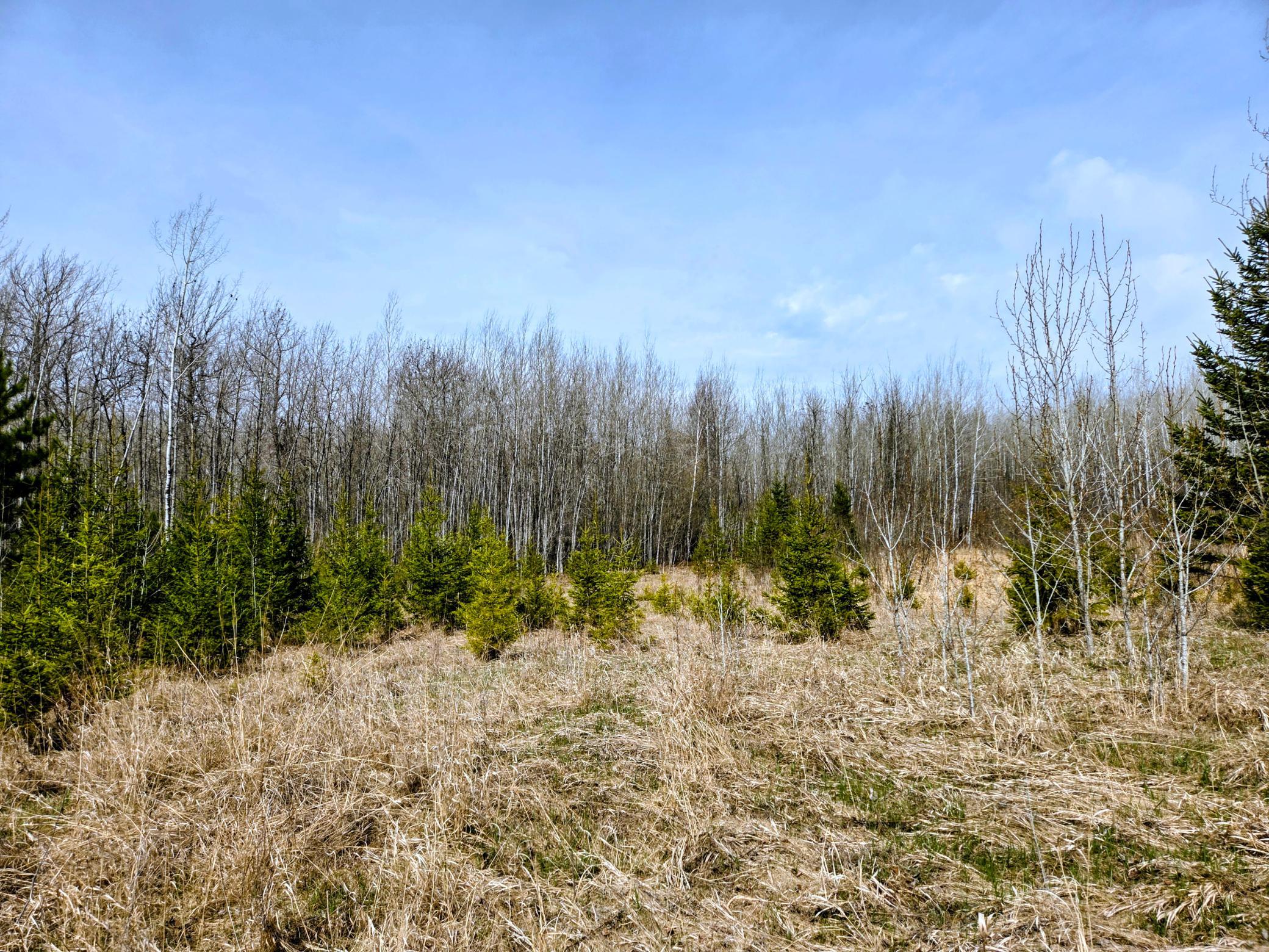 17 County Road Mizpah, MN 56660 - Photo 3 of 6 Gallery Image 3