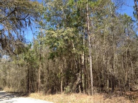 0 217th Road Live Oak, FL 32060 - Photo 6 of 8 Gallery Image 6