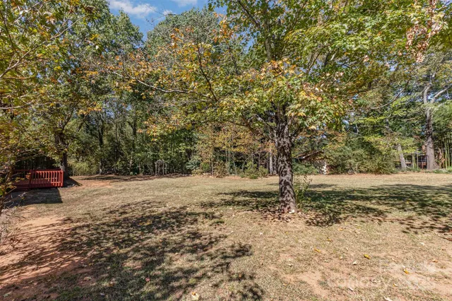 a view of a forest with a tree