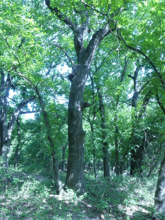 1691 West Alamo Road Bowie, TX 76230 - Photo 23 of 40 Gallery Image 23