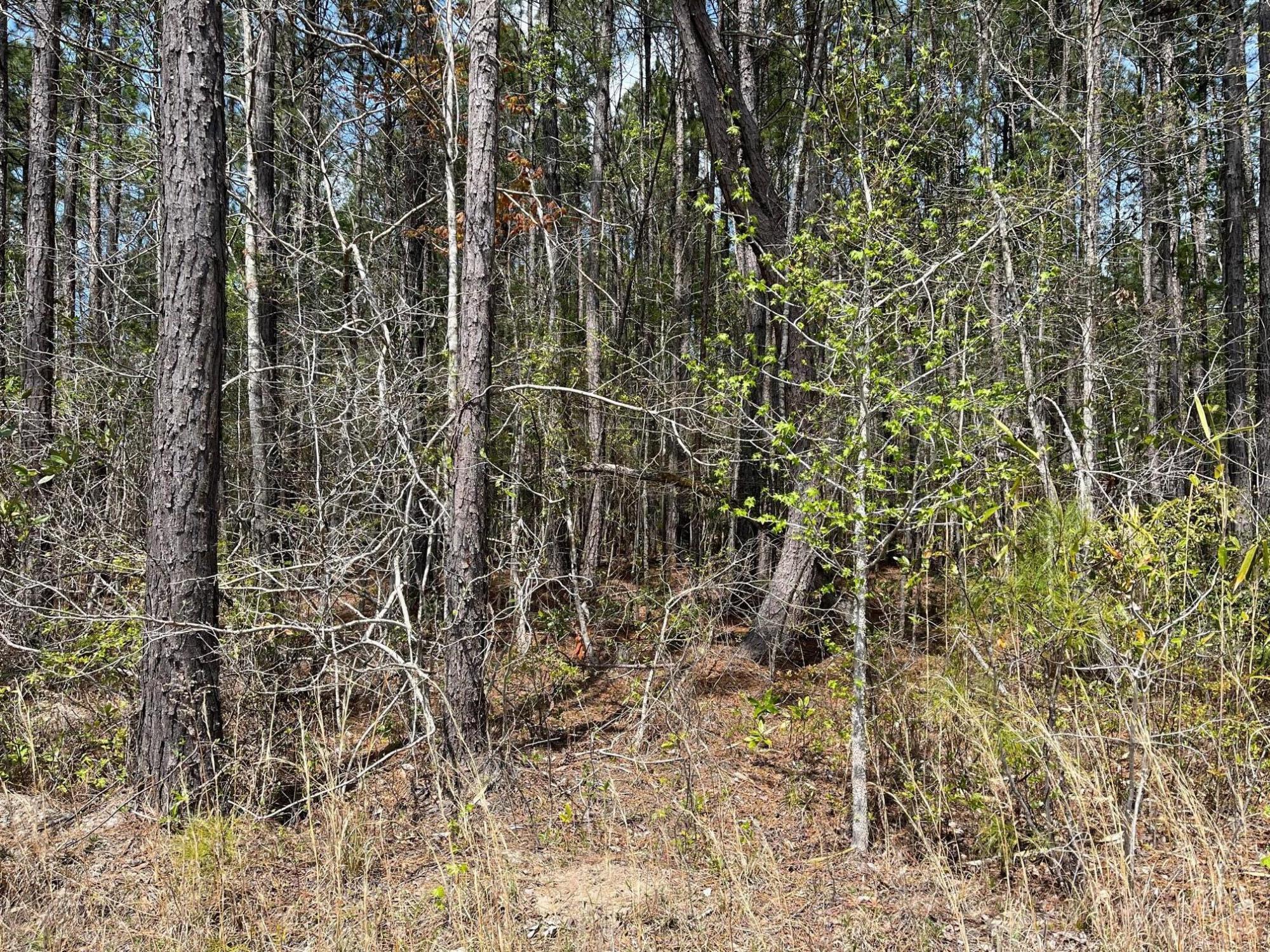 Tbd Brick Road Walterboro, SC 29488 - Photo 1 of 5 image4