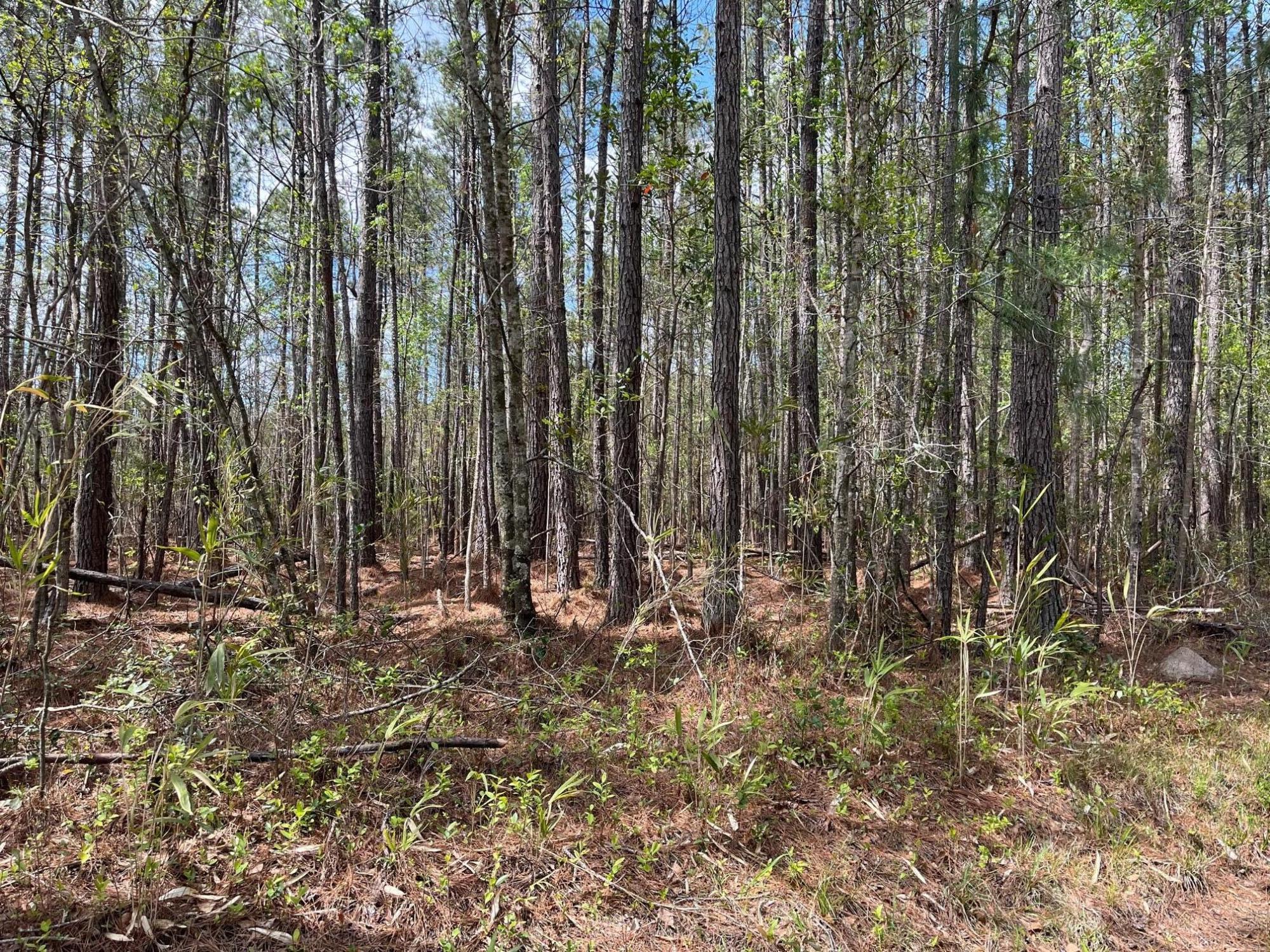 Tbd Brick Road Walterboro, SC 29488 - Photo 3 of 5 image2