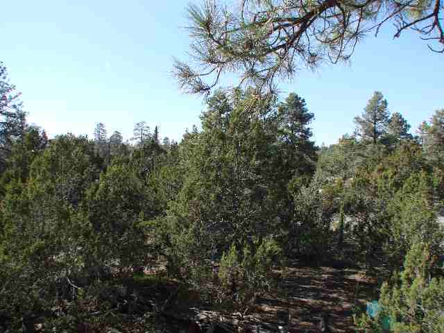 3041 Aspen Road Overgaard, AZ 85933 - Photo 4 of 5 a view of a tree in a yard