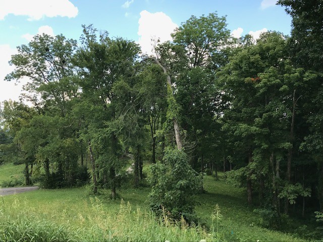 35 C Lot 35c - Swan Ridge Road Celina, TN 38551 - Photo 5 of 14 a view of a green field with lots of bushes