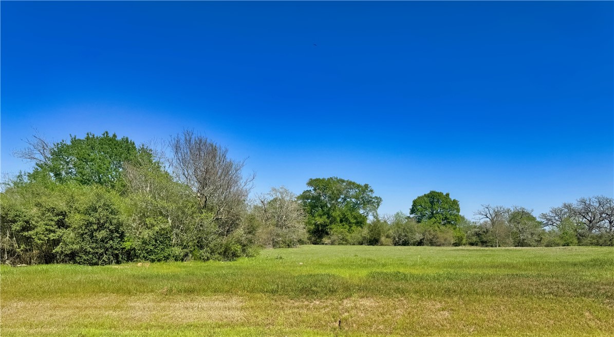 a view of a grassy field with trees in the background
