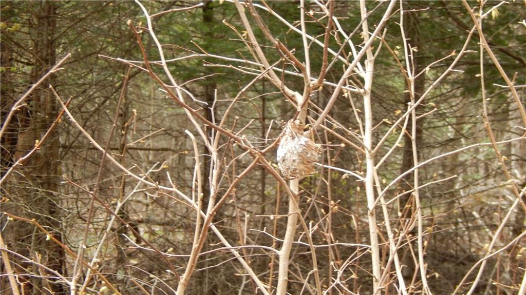 0 Red Farm Road Milo, ME 04463 - Photo 6 of 26 Hummingbird nest