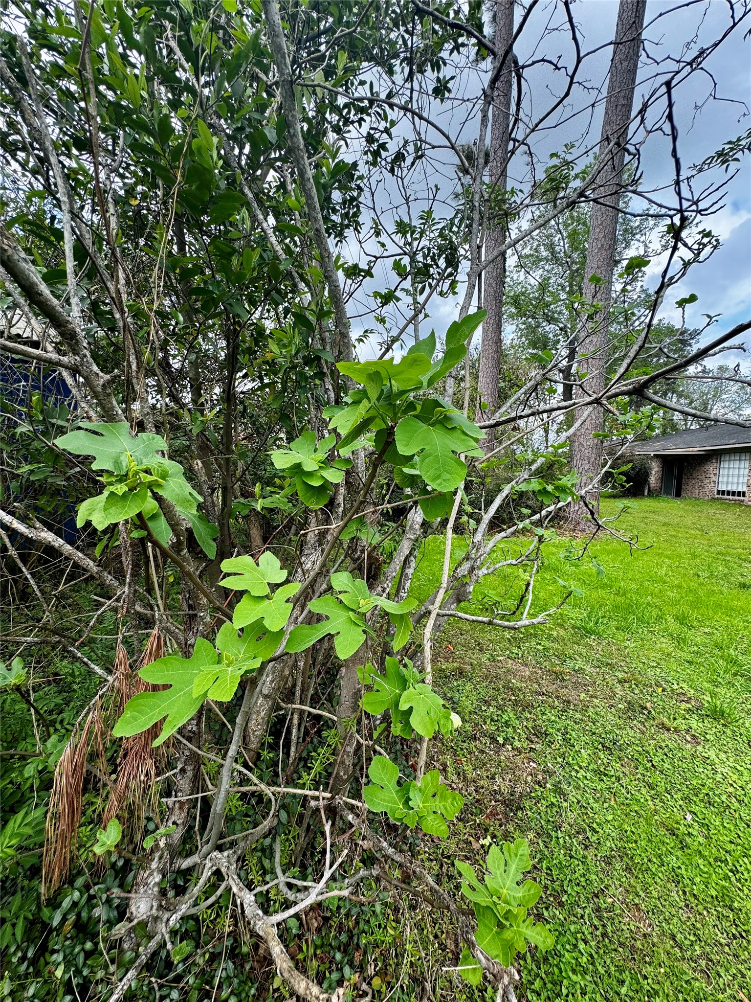 24231 Shellbrook Drive Houston, TX 77336 - Photo 37 of 42 a backyard of a house with lots of green space