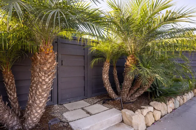 a view of a plant in a backyard