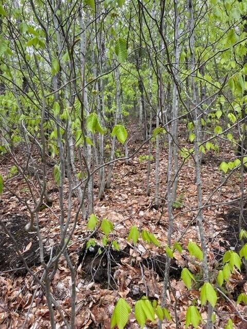 12 Hebert Road Fort Kent, ME 04743 - Photo 4 of 7 4