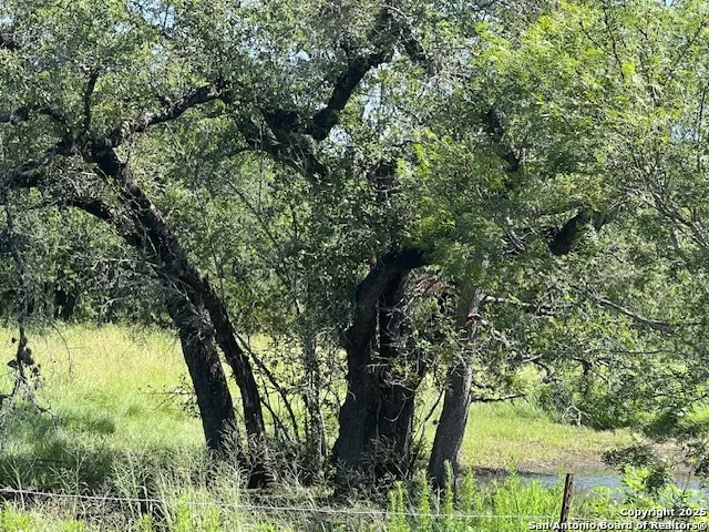 a view of an trees in the yard