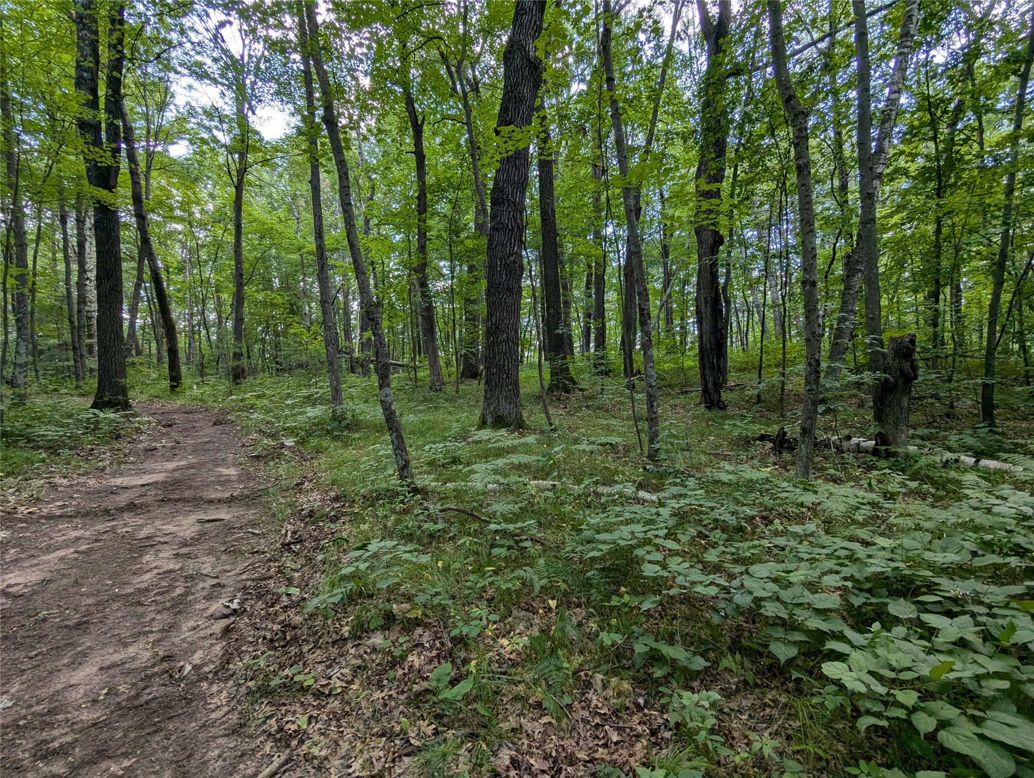 Lot 2 Fosmo Drive Webster, WI 54893 - Photo 4 of 13