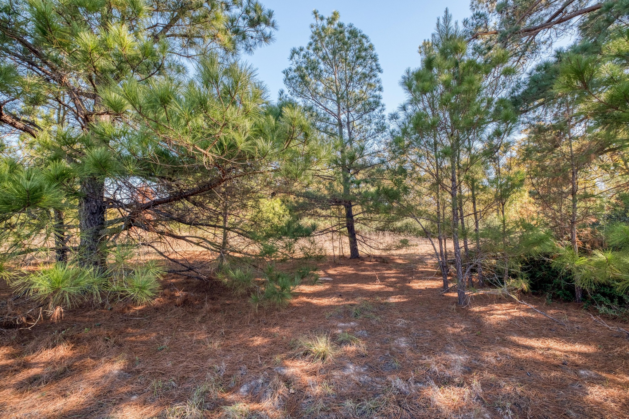 0 Dunbar Road McDade, TX 78650 - Photo 3 of 11 Pine-shaded grove mid property; ideal for homesite, barn, patios.