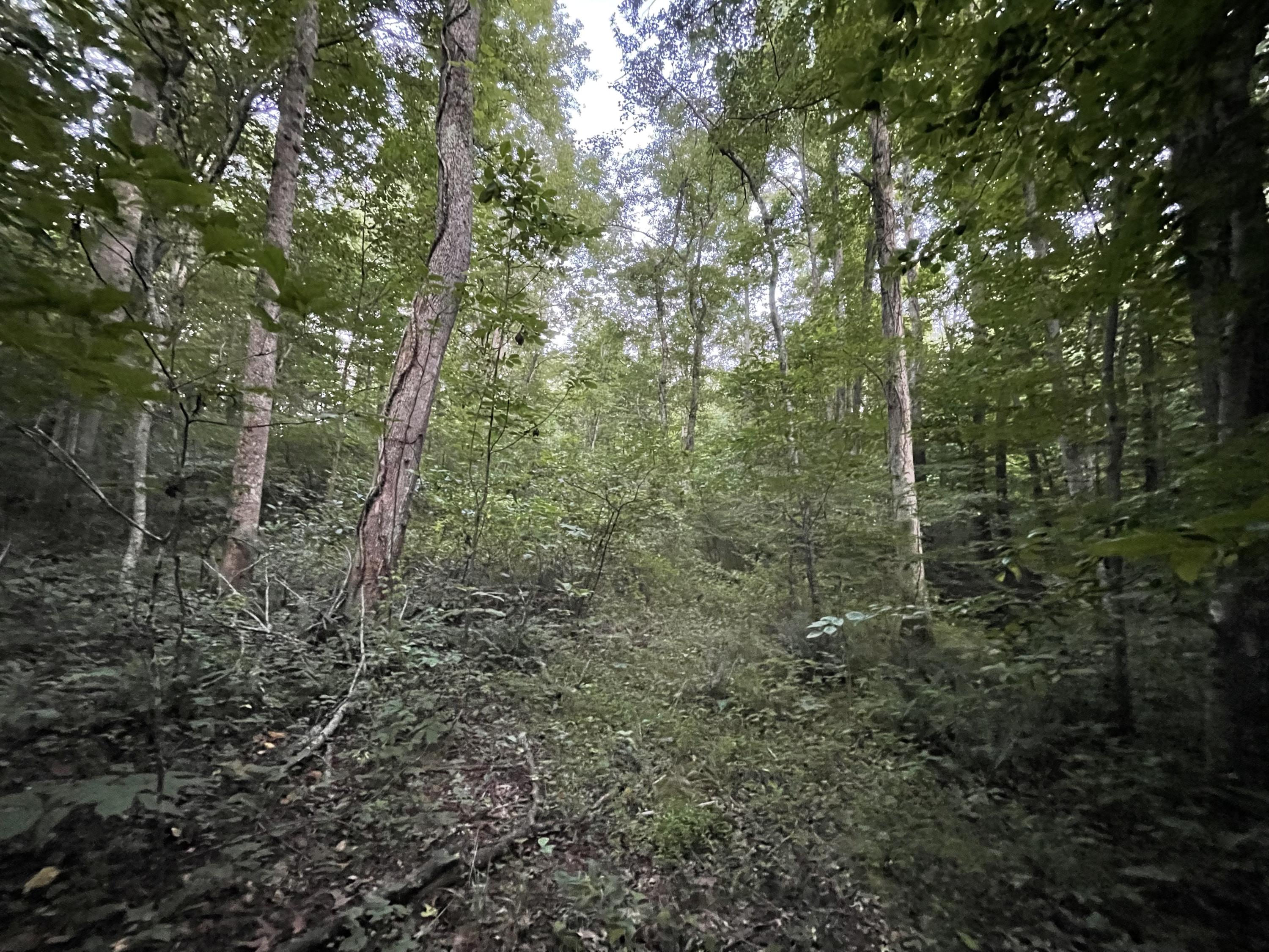 1693 Dan Ridge Road Wellington, KY 40387 - Photo 18 of 21 19
