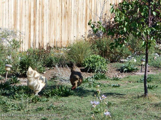 1112 West 26th Place Rifle, CO 81650 - Photo 20 of 20 Chickens