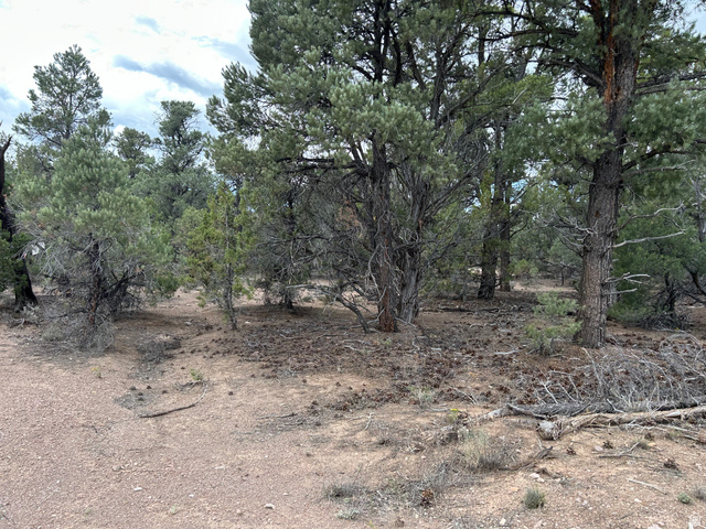 St, Unit 1 & 2 Modena, UT 84753 - Photo 44 of 69 Wooded lot with mature evergreens and natural ground cover