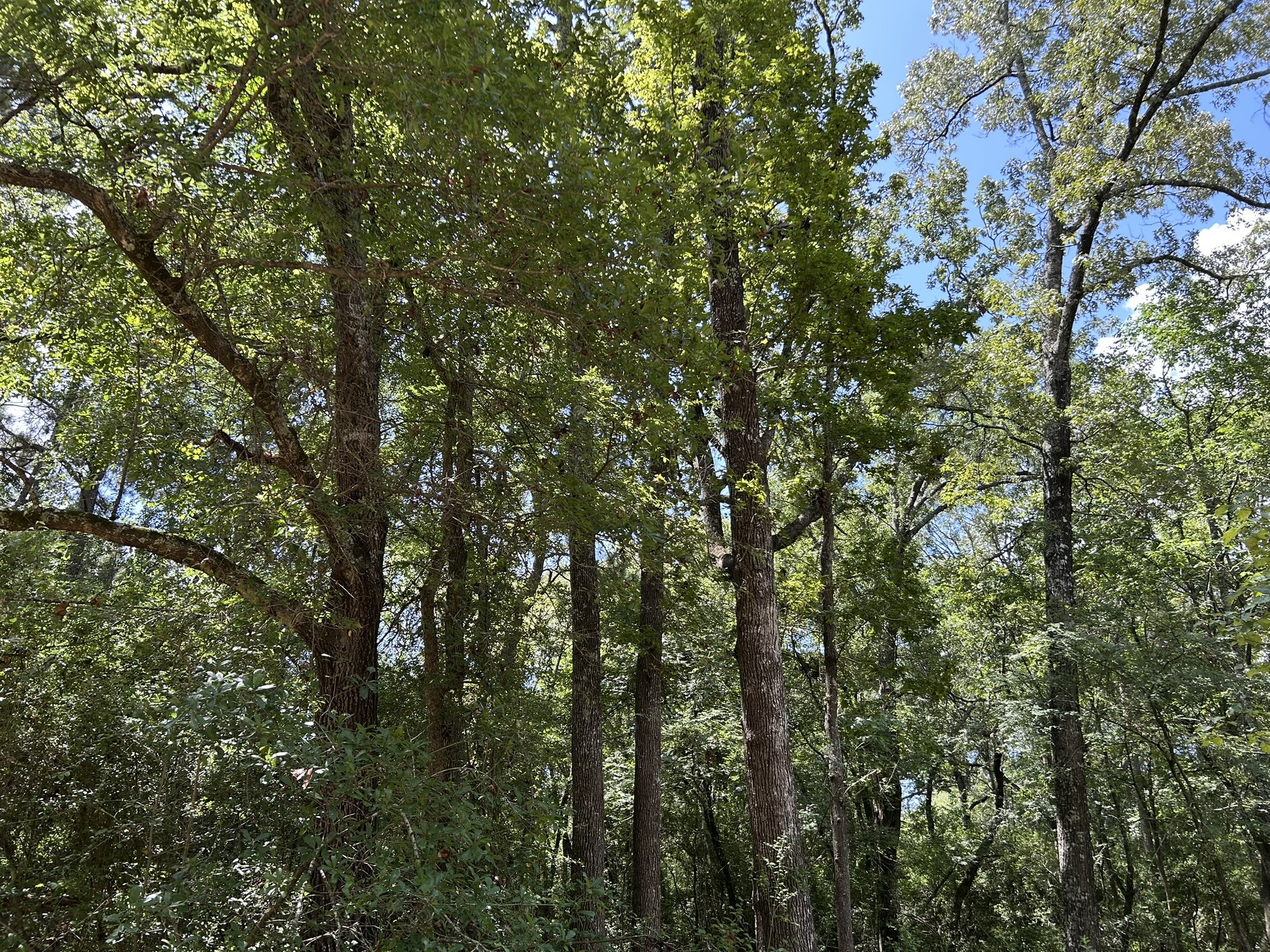 87 Townley Ranch Road Huntsville, TX 77320 - Photo 44 of 50