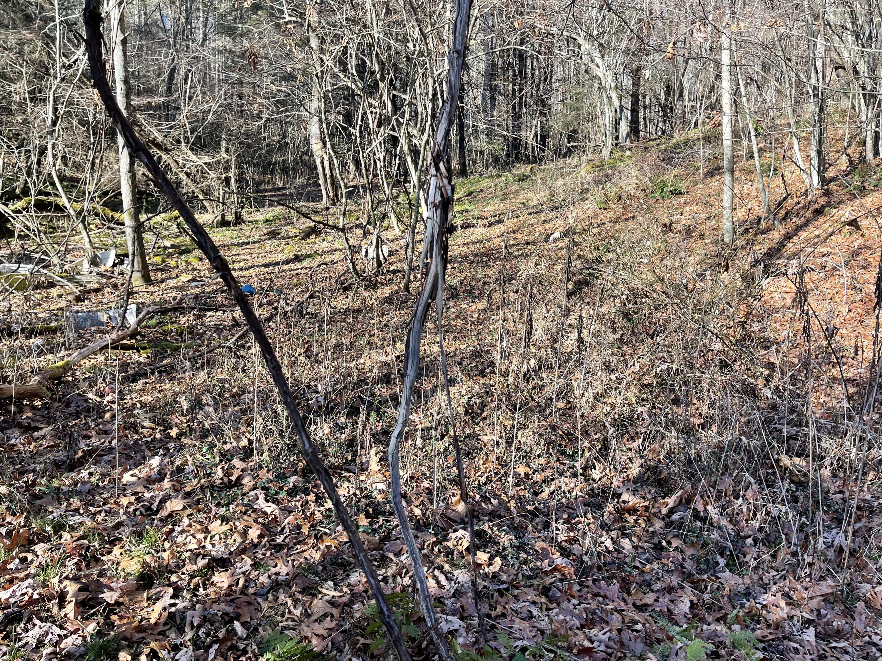 Tbd Old Cold Springs Road Mountain City, TN 37683 - Photo 15 of 20 IMG_2879