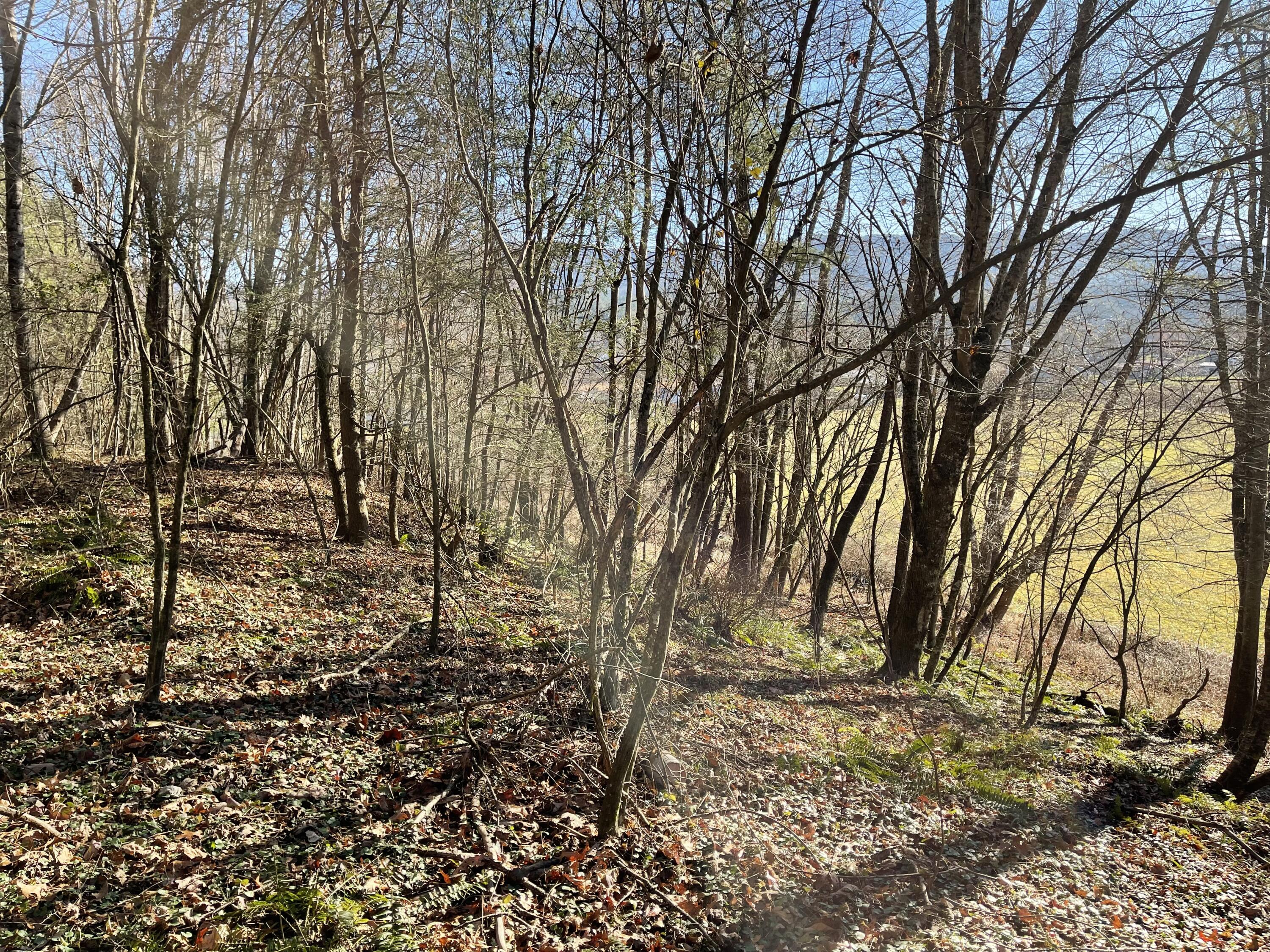 Tbd Old Cold Springs Road Mountain City, TN 37683 - Photo 20 of 20 IMG_2884