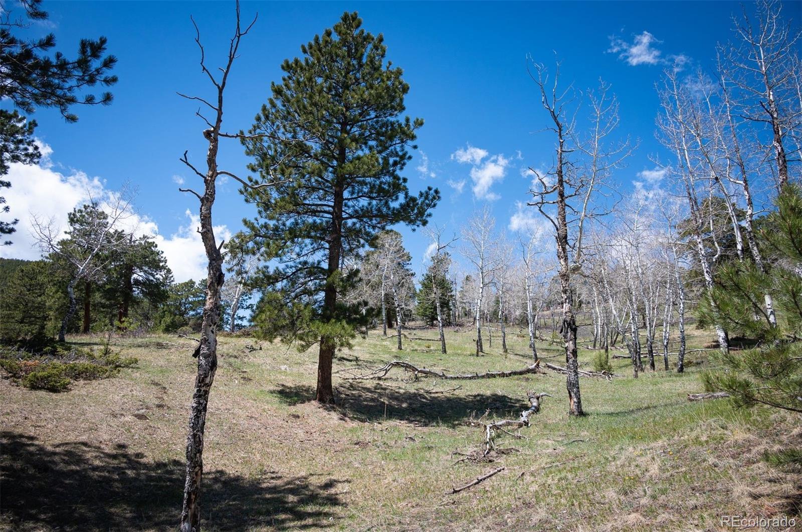 Pine Valley Road Evergreen, CO 80439 - Photo 2 of 30 a view of a park with a tree