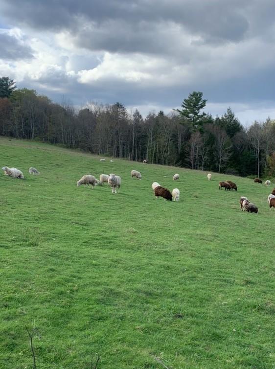 3 Burr Road Cochecton, NY 12726 - Photo 4 of 16 a view of outdoor space with garden and entertaining space