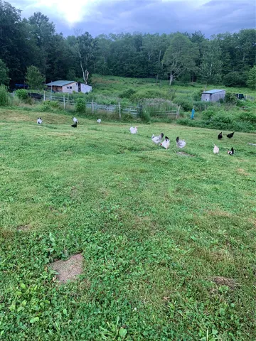 a view of a park with large trees