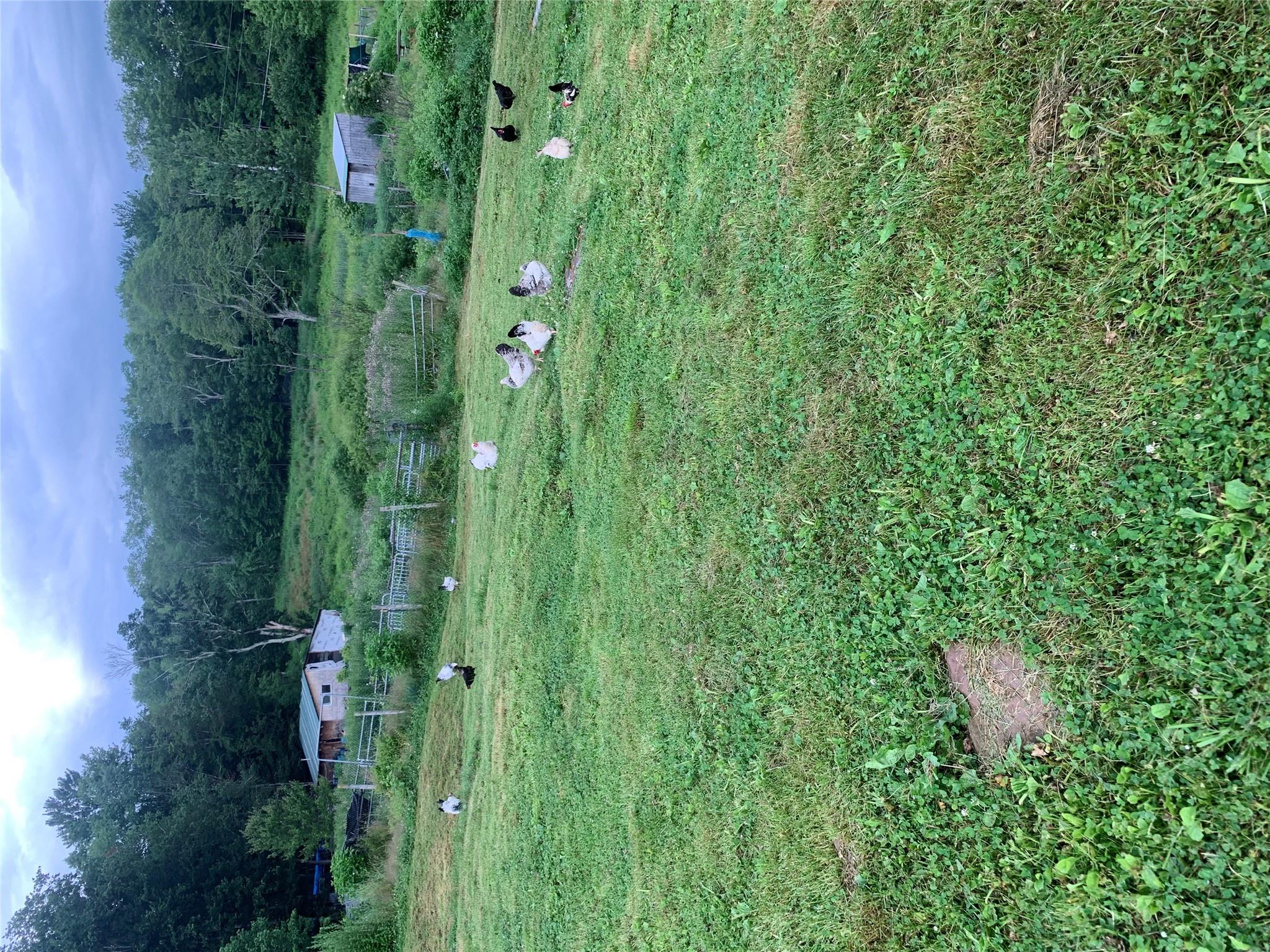 3 Burr Road Cochecton, NY 12726 - Photo 5 of 16 a view of a park with large trees